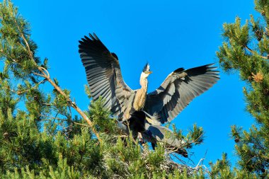 Yuvasında yavruları olan büyük gri Avrupalı balıkçıl kuşu