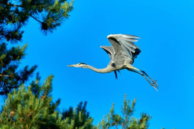 Yuvasında yavruları olan büyük gri Avrupalı balıkçıl kuşu