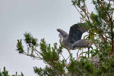 Yuvasında yavruları olan büyük gri Avrupalı balıkçıl kuşu