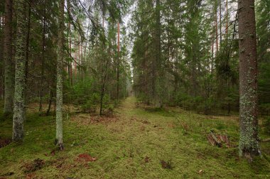 Sonbahar Orman Doğa. Canlı renkli orman sabah