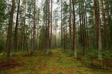 Sonbahar Orman Doğa. Canlı renkli orman sabah