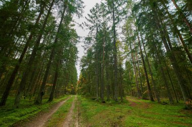 Sonbahar Orman Doğa. Canlı renkli orman sabah