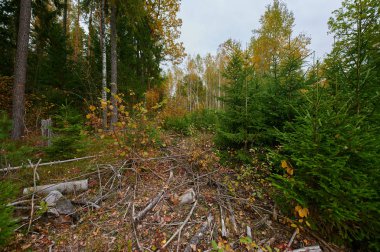 Sonbahar Orman Doğa. Canlı renkli orman sabah