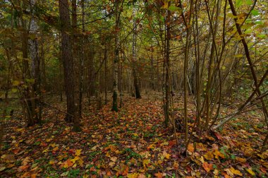 Sonbahar Orman Doğa. Canlı renkli orman sabah