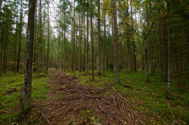 Sonbahar Orman Doğa. Canlı renkli orman sabah