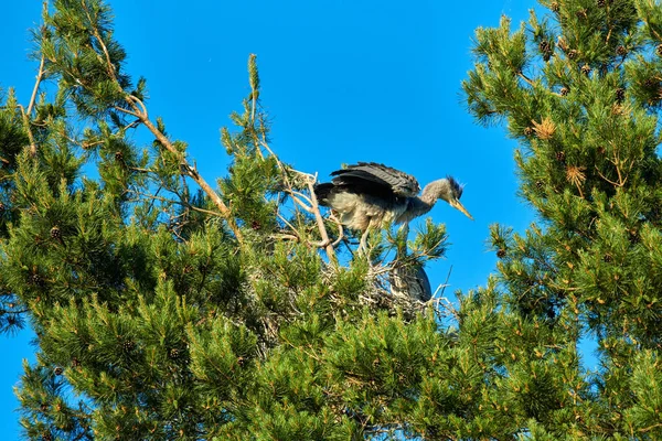 Yuvasında yavruları olan büyük gri Avrupalı balıkçıl kuşu — Stok fotoğraf