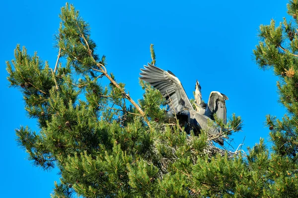 Gran garza europea gris pájaro con polluelos en el nido — Foto de Stock