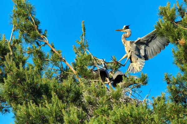 Yuvasında yavruları olan büyük gri Avrupalı balıkçıl kuşu — Stok fotoğraf