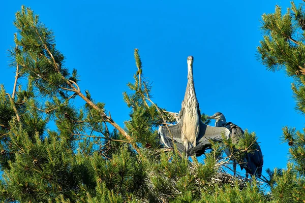 Yuvasında yavruları olan büyük gri Avrupalı balıkçıl kuşu — Stok fotoğraf
