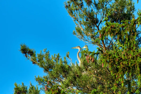 Gran garza europea gris pájaro con polluelos en el nido — Foto de Stock