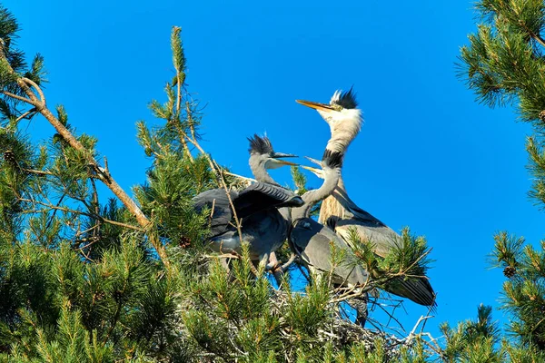 Yuvasında yavruları olan büyük gri Avrupalı balıkçıl kuşu — Stok fotoğraf