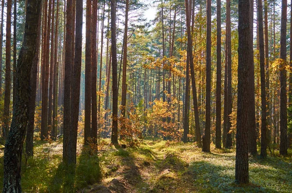 Podzimní lesní přírody. Zářivé ráno v lese barevné — Stock fotografie