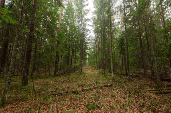 Sonbahar Orman Doğa. Canlı renkli orman sabah