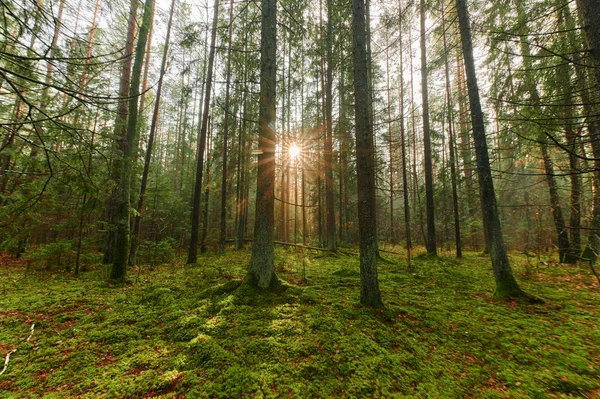 Podzimní lesní přírody. Zářivé ráno v lese barevné — Stock fotografie