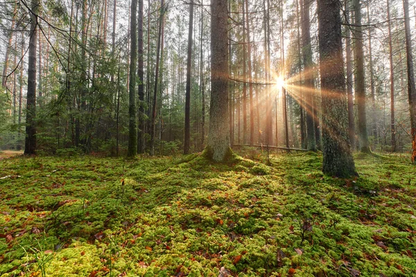 Podzimní lesní přírody. Zářivé ráno v lese barevné — Stock fotografie