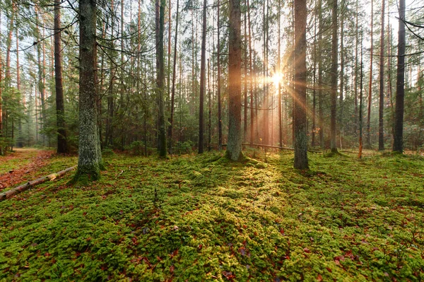 Jesień las natura. Żywe rano w lesie kolorowe — Zdjęcie stockowe