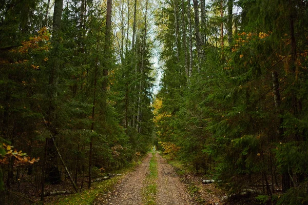 Sonbahar Orman Doğa. Canlı renkli orman sabah
