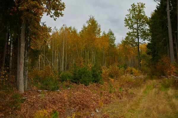 Herfst bos aard. Levendige ochtend in kleurrijke bos — Stockfoto