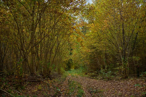 Φθινόπωρο δάσος φύση. Ζωντανά το πρωί στο πολύχρωμο δάσος — Φωτογραφία Αρχείου
