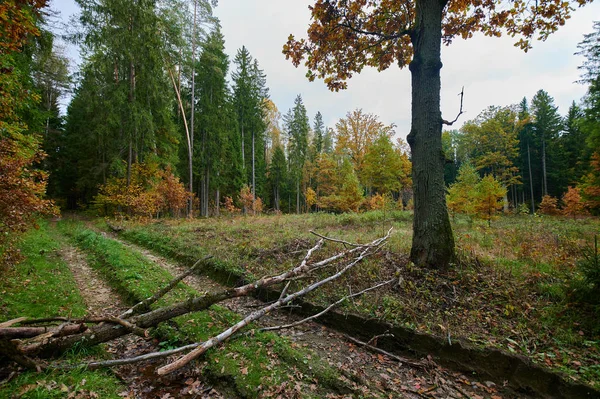 Sonbahar Orman Doğa. Canlı renkli orman sabah