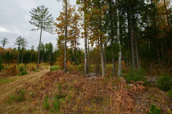 Sonbahar Orman Doğa. Canlı renkli orman sabah