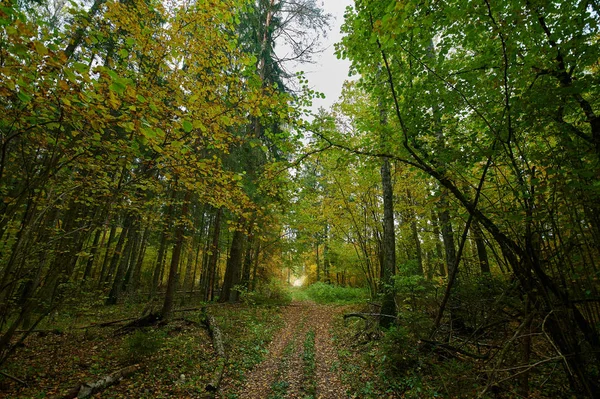 Naturaleza del bosque otoñal. Mañana vívida en un bosque colorido —  Fotos de Stock