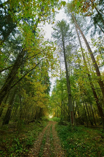 Podzimní lesní přírody. Zářivé ráno v lese barevné — Stock fotografie