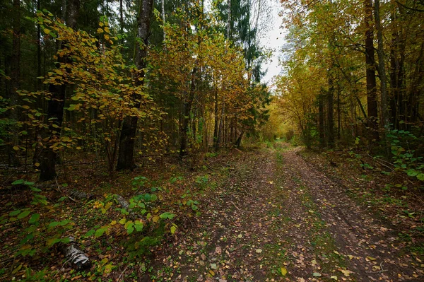 Podzimní lesní přírody. Zářivé ráno v lese barevné — Stock fotografie