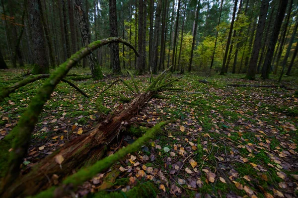 Herfst bos aard. Levendige ochtend in kleurrijke bos — Stockfoto