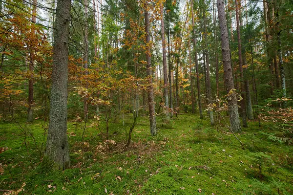 秋の森の自然。カラフルなフォレストの鮮やかな朝 — ストック写真