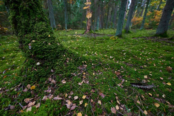 Podzimní lesní přírody. Zářivé ráno v lese barevné — Stock fotografie