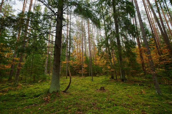 Φθινόπωρο δάσος φύση. Ζωντανά το πρωί στο πολύχρωμο δάσος — Φωτογραφία Αρχείου