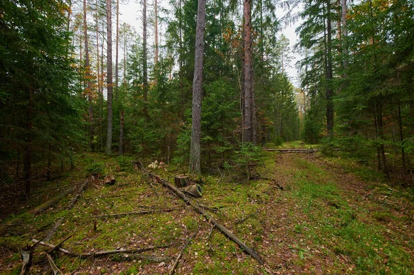 Осенний лес. Яркое утро в цветущем лесу — стоковое фото