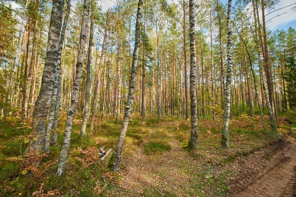 秋の森の自然。カラフルなフォレストの鮮やかな朝 — ストック写真