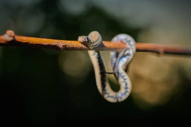 Siyah, genç yılan engereği piton natrix bir dala asılı. 