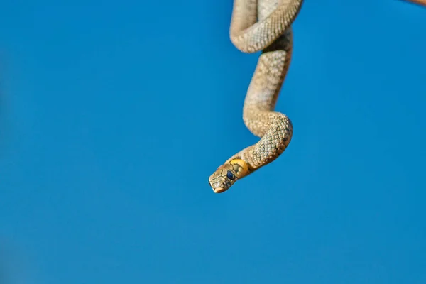 Schwarze junge kleine Schlangenviper Python natrix hängt an einem Ast — Stockfoto