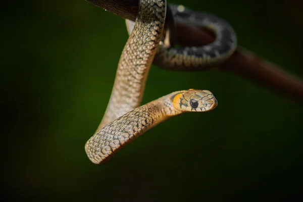 Siyah, genç yılan engereği piton natrix bir dala asılı. — Stok fotoğraf