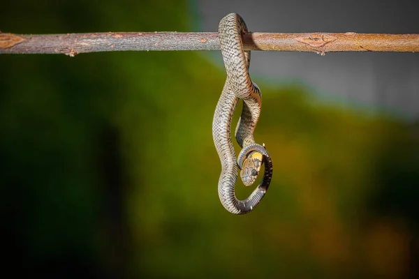 Nero giovane piccolo serpente vipera pitone natrice appeso su un ramo — Foto Stock