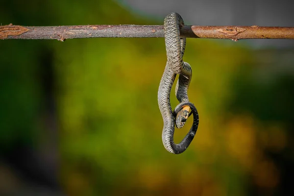 Jeune serpent noir vipère python natrix accroché à une branche — Photo