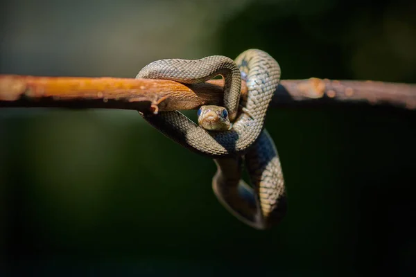 Černý mladý had zmije krajta natrix visí na větev — Stock fotografie