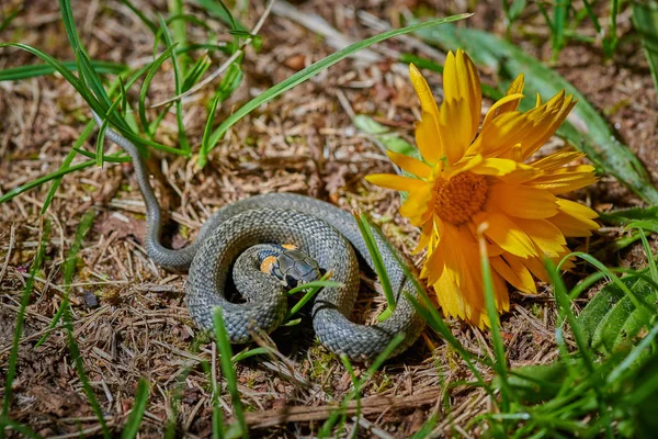 Zwarte jonge slangenadder python natrix in gras met geel — Stockfoto