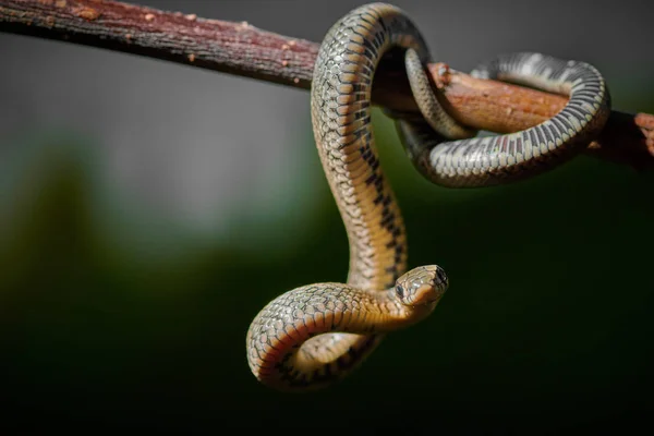 Preto jovem cobra víbora python natrix pendurado em um ramo — Fotografia de Stock