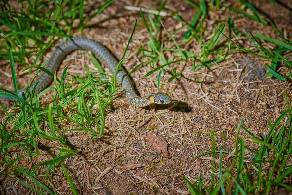 Jeune serpent noir vipère python natrix accroché à une branche — Photo