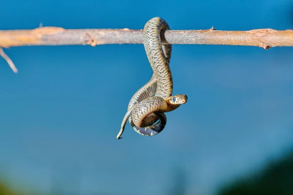 Μαύρο μικρό φίδι viper python natrix κρέμεται σε ένα κλαδί — Φωτογραφία Αρχείου