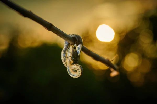 Siyah, genç yılan engereği piton natrix bir dala asılı. 