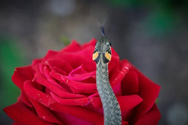 Siyah yılan engereği piton natrix kırmızı çiçekli çimlerde.