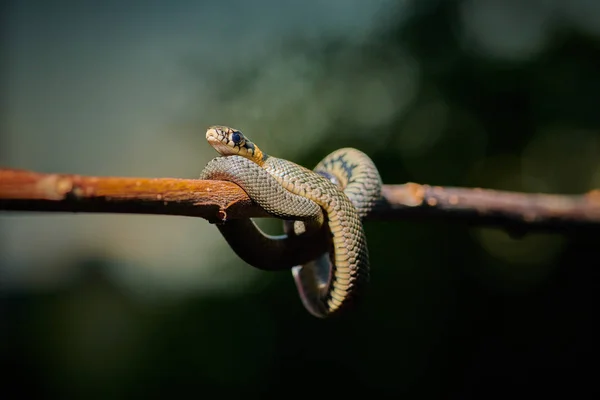 Preto jovem cobra víbora python natrix pendurado em um ramo — Fotografia de Stock