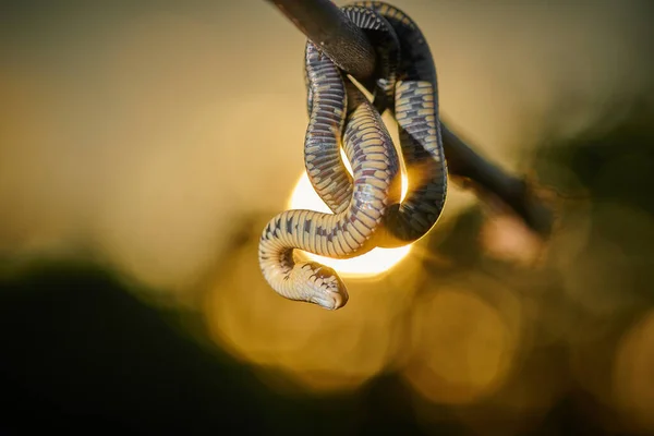 Black young small snake viper python natrix hanging on a branch — Stock Photo, Image