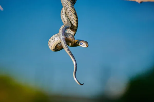 Negro joven serpiente pequeña serpiente pitón natriz colgando en una rama — Foto de Stock