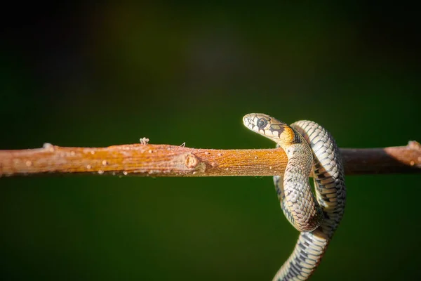 Schwarze junge kleine Schlangenviper Python natrix hängt an einem Ast — Stockfoto